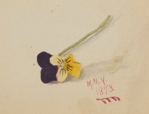 Sans titre (Pensée) - Mary Vaux Walcott