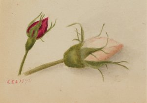 Sans titre (boutons de rose) - Mary Vaux Walcott