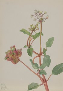 Sans titre (Tripterocalyx pedunculatus)