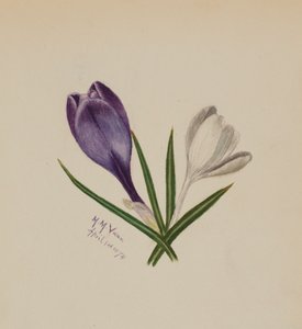 Sans titre Crocus, 1874 - Mary Vaux Walcott