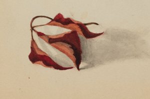 Feuilles d