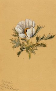 Étude de fleur sans titre, 1883