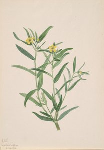 Étude de fleurs sans titre, 1923 - Mary Vaux Walcott