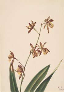 Étude de fleurs sans titre, 1924