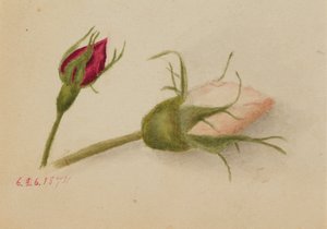 Boutons de rose sans titre, 1874