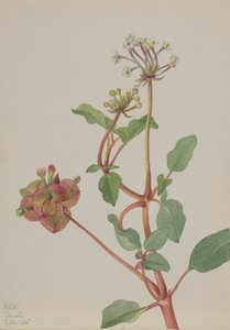 Sans titre Tripterocalyx pedunculatus, 1935