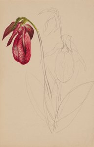 Esquisse inachevée sans titre - Mary Vaux Walcott