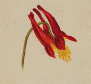 Sans titre, vers 1874 - Mary Vaux Walcott