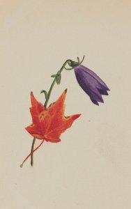 Sans titre, vers 1876 - Mary Vaux Walcott