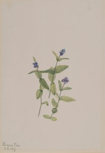 Veronica wormskjoldii - Mary Vaux Walcott