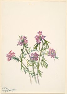 Verveine (Verbena wrightii) - Mary Vaux Walcott