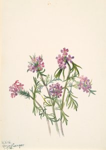 Verveine Verbena wrightii, 1938