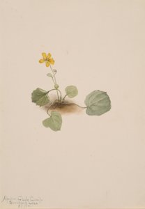 Viola orbiculata, 1911 - Mary Vaux Walcott