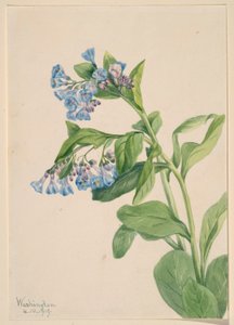 Myrtille de Virginie (Mertensia virginica) - Mary Vaux Walcott