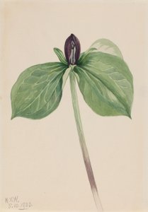 Trille sessile (Trillium sessile)