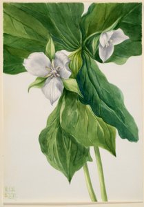 Robin des bois (simulation de Trillium) - Mary Vaux Walcott