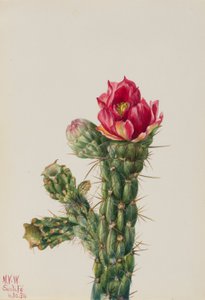 Cholla en bâton (Opuntia imbricata) - Mary Vaux Walcott
