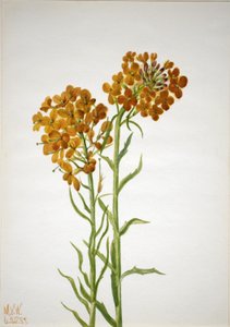 Tournesol (Erysimum wheeleri) - Mary Vaux Walcott