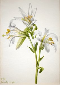 Lys de Washington Lilium washingtonianum, 1933