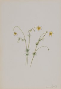 Renoncule aquatique Batrachium trichophyllum, 1918 - Mary Vaux Walcott