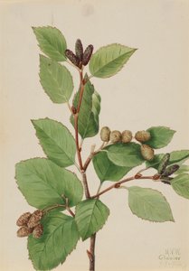 Aulne vert occidental Alnus sinuata, 1922