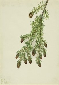 Pruche occidentale (Tsuga heterophylla)