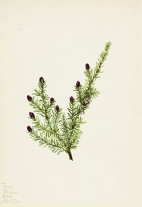 Pruche occidentale (Tsuga heterophylla)