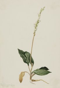 Goodyère rampante occidentale, 1905
