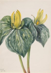 Fleur de l