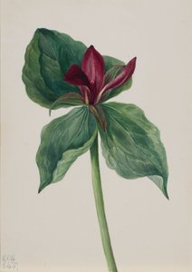 Fleur de Whippoorwill Trillium H., 1937