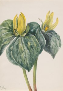 Fleur de Whippoorwill Trillium hugeri, 1937