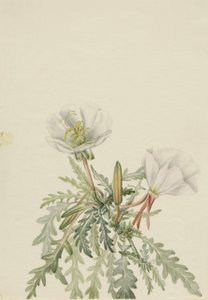 Aube blanche Pachyloplus marginatus, n.d.