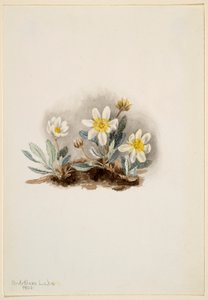 Dryade blanche (Dryas octopetala) - Mary Vaux Walcott