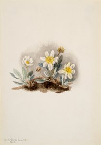 Dryade blanche Dryas octopetala - Mary Vaux Walcott