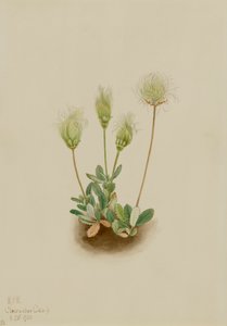 Dryade blanche Dryas octopetala, 1920