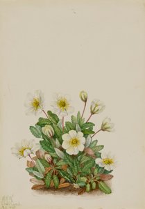 Dryade blanche Dryas octopetala - Mary Vaux Walcott