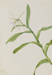 Epidendron blanc (Epidendrum nocturnum) - Mary Vaux Walcott