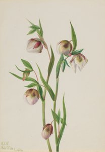Lanterne blanche (Calochortus albus)