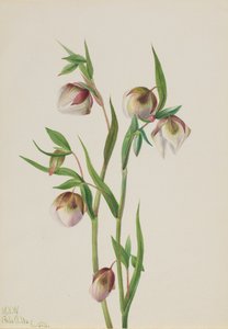 Lanterne Fée Blanche Calochortus albus, 1933
