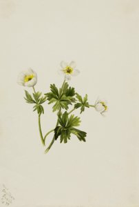 Trollius albiflorus (Trollius albiflorus) - Mary Vaux Walcott