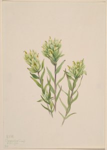Peinturon blanc (Castilleja occidentalis)