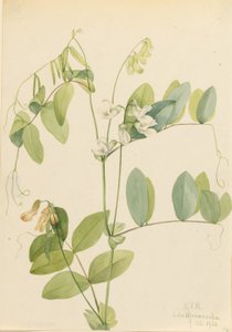 Pois blanc (Lathyrus ochroleucus) - Mary Vaux Walcott