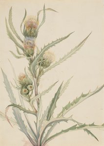 Chardon blanc Cirsium hookeranum, n.d.