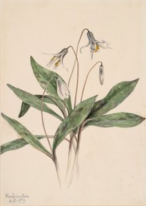 Érythrone blanche - Mary Vaux Walcott