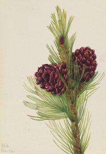 Pin à écorce blanche (Pinus albicaulis)