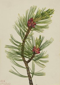 Pin à écorce blanche (Pinus albicaulis)