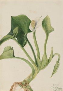 Calla sauvage (Calla palustris) - Mary Vaux Walcott
