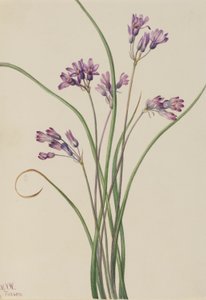 Jacinthe sauvage (Brodiaea pulchella) - Mary Vaux Walcott