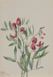 Pois sauvage (Lathyrus decaphyllus) - Mary Vaux Walcott