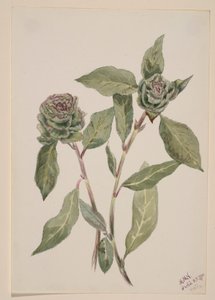 Saule (Salix) - Mary Vaux Walcott
